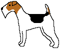Wire-haired Fox Terrier